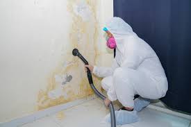 Reliable Sandpoint, ID Mold Prevention & Removal  Solutions